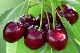 Cerises bio