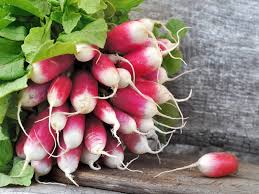 Radis roses